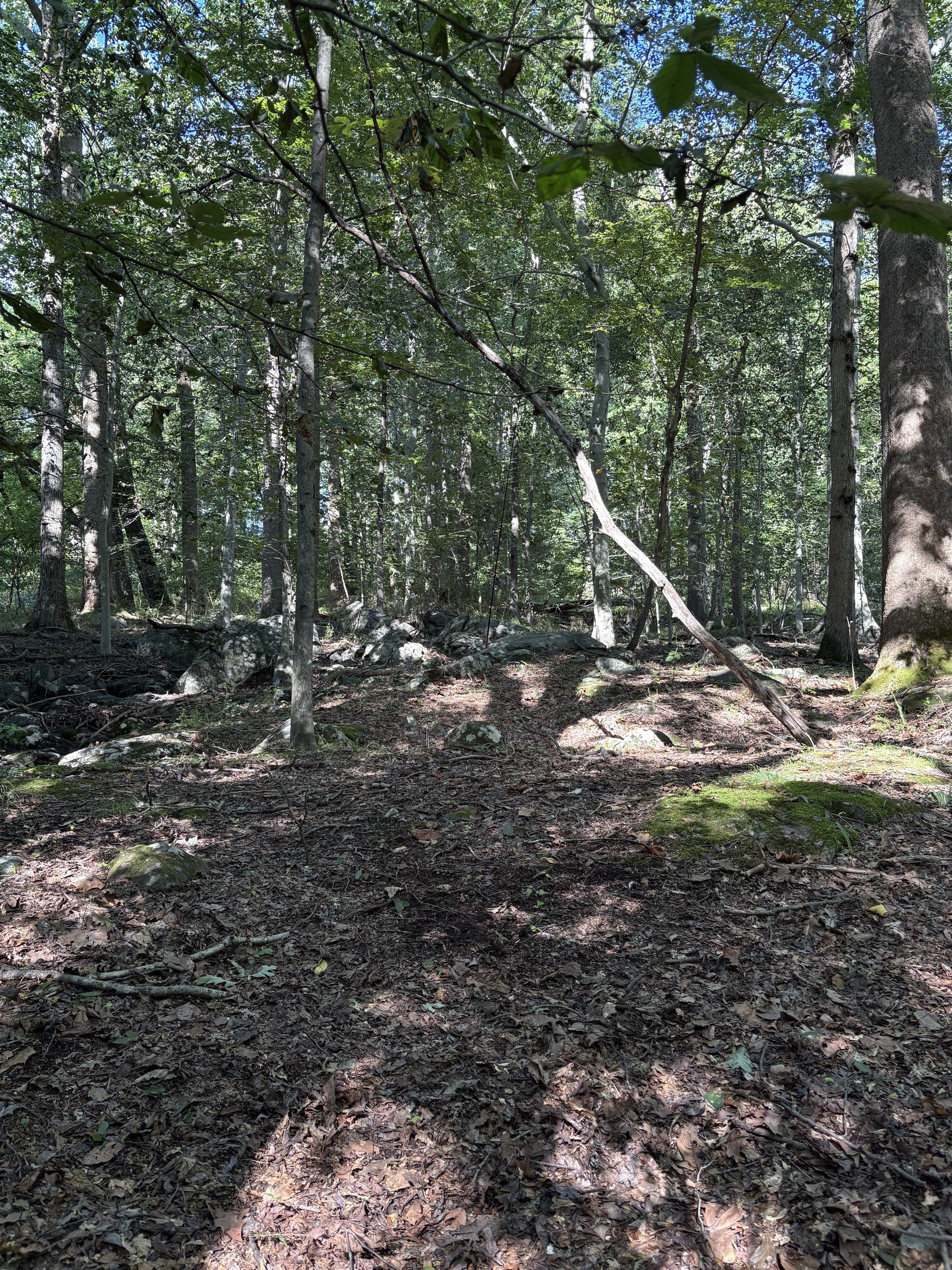 The POTA 20 Mast is somewhere in the trees, with the EFHW deployed in a sloper behind the camera.